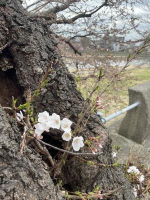 桜が開花しました！ - プチホテルアイビー　Blog de News