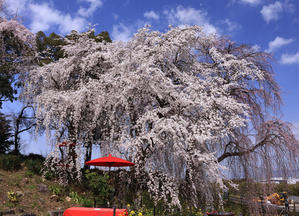 身延の枝垂れ桜(福岡県うきは市) - 九州ロマンチック街道