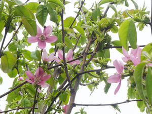 伊勢原の桜Ⅴ - バリ島大好き