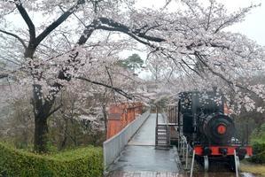 雨とサクラと黒い機関車 - 明治村が大好きな、とある村民のブログ