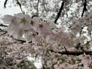 雨続きの中見ごろに - ビジネスライフあれこれ四方山話