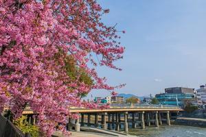 2023京都桜～三条大橋の河津桜 - 鏡花水月