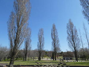 山田池公園は立春開花の季節を迎えました。 - デジカメ散歩悠々
