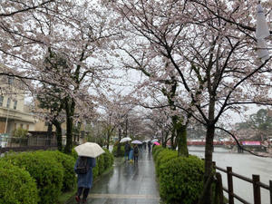 雨桜見 - 山本家の歴史