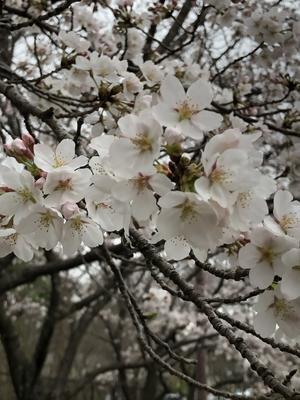 雨の中の桜 - 京都　おとなの絵付け。こどものアトリエ