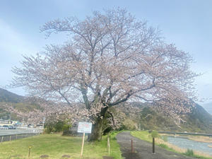 今日の桜 - 狩野川スタッフブログ