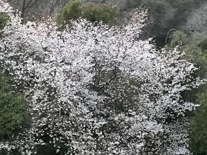 夕桜 - 花の自由旋律
