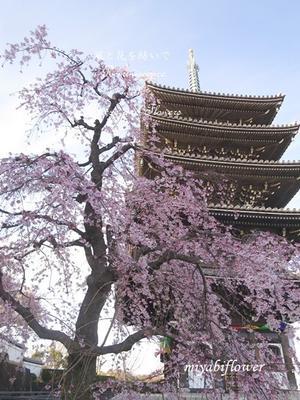 枝垂れ桜と五重塔　2023 - 風と花を紡いで