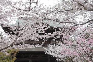 鎌倉建長寺　古刹と桜 - 暮らしを紡ぐ2