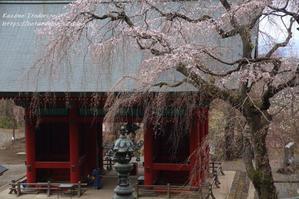 妙義神社枝垂れ桜　＃２　 - 風の彩りー３