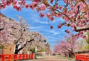 造幣局の「桜の通り抜け」　大阪まで行けない方は・・・ - 元気ばばの青春日記　気持ちだけは２０歳　⑥