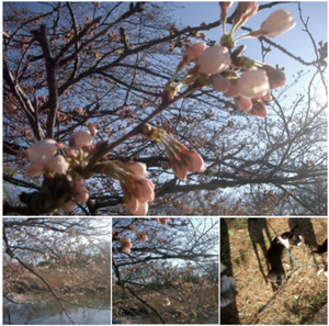 とうとう　桜が、芽吹き咲きました、 、&#127800;^^！ - 素晴らしきゴルフ仲間達！