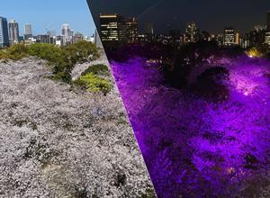 舞鶴公園は桜が満開 - ｈｏｔｅｌｏＧ．
