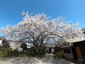近松保育園～本長寺の桜 - 美容室アクエリアス