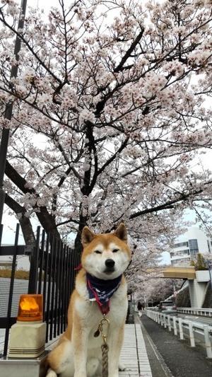 桜満開 - yamatoのひとりごと