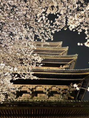 Kyoto trip in spring   ＠東寺　満開の夜桜の美しさに涙 - ＊living seed＊
