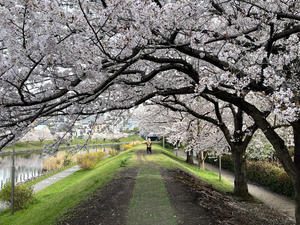 近所の桜　2023年 - ｍｎ写心