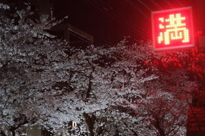 木屋町通の夜桜は「満」 - ほぼ京都人の密やかな眺め　Excite Blog版