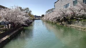 本日の桜　岡崎疎水辺り - 京都ときどき沖縄ところにより気まぐれ