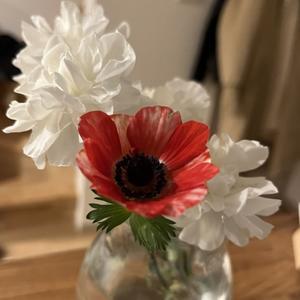 redいろいろ - Poreporegarden's Blog
