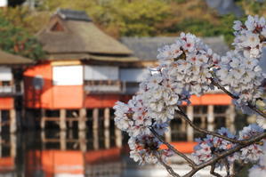 長岡天満宮の桜もほぼ満開です。 - ほぼ京都人の密やかな眺め　Excite Blog版