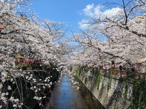 目黒川　お花見 - fantastic-day