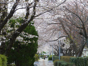 春のいたち川〜桜とカワセミ〜 - うりぼうニュース