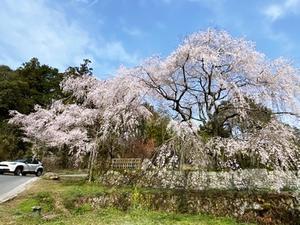 ご近所の枝垂れ桜 - 本当に幸せなの？