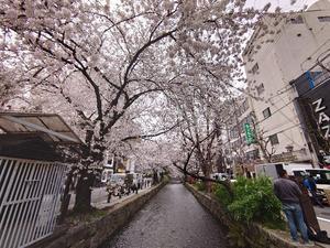 街中の桜 - 京都ときどき沖縄ところにより気まぐれ