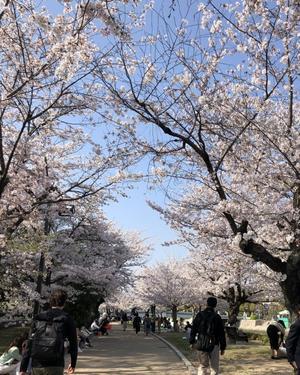 平和公園の桜 - 日々の暮らし