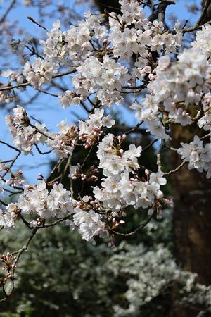 今日の庭　我が家の桜 - シェーンの散歩道