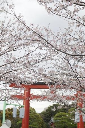 鎌倉　段葛の桜 - 暮らしを紡ぐ2