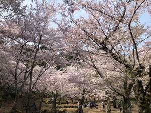 桜満開 - 広島の通訳ガイドのひとりごと