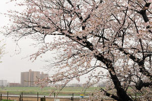 雨の二子玉川で桜 - 写真の記憶
