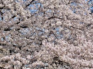 「桜並木が満開です！」と「香川に帰省♪」 - おだやかなとき