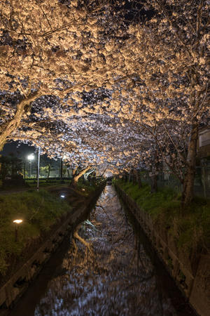 桜並木ライトアップ「石脇川」 - やきとりブログ