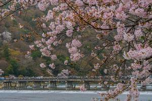 2023京都桜～嵐山の桜 - 鏡花水月