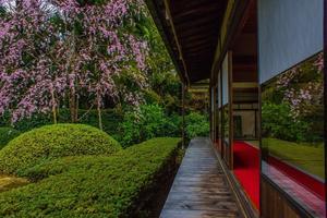 2023京都桜～雲龍院の雨の桜 - 鏡花水月