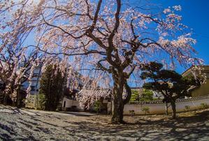 2023京都桜～観光名所ではない桜 - 鏡花水月