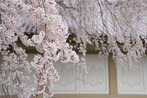 霊宝館の桜 ～醍醐寺～ - 雲母（ＫＩＲＡ）の舟に乗って