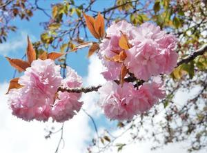 厚咲桜（double-petaled cherry blossoms） - ももさえずり＊紀行編＊cent chants de chouette