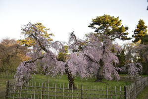 桜巡りの旅Ⅴ - バリ島大好き