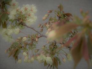 八重の桜のべべ、簪 ＊ dress and hairpin with cherry blossom design - ももさへづり＊うた暦＊Cent Chants d' une Chouette