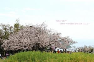 桜♪sakura♪～二宮・吾妻山公園編～ - komorebi*