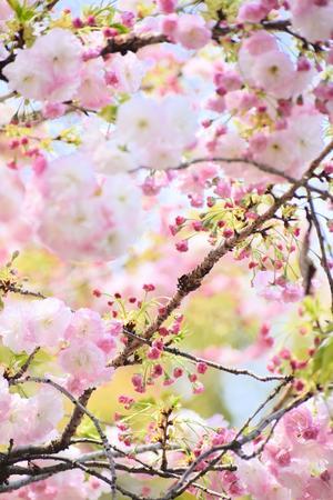 さくら見納めは松月桜 - 前を向いて「ひまわり」