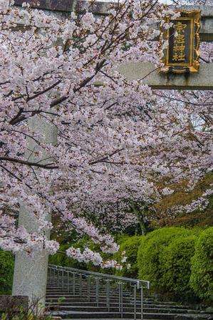 2023京都桜～宗忠神社 - 鏡花水月