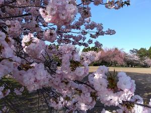山の桜たち　 - わがまま風景