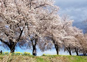 さくラさく小径 ＊ ソメイヨシノの桜吹雪～♪ - ぴきょログ～軽井沢でぐーたら生活～