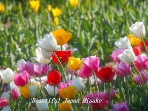 色の魔術;･ﾟ☆､･：`☆･･ﾟ･ﾟ☆ - Beautiful Japan 絵空事