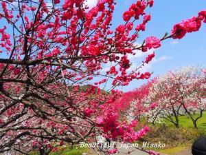 花桃の咲く桃源郷　満開～&#127802;園原の里;･ﾟ☆､･：`☆･･ﾟ･ﾟ☆ - Beautiful Japan 絵空事